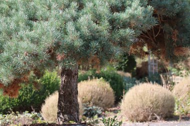 Asya 'nın bahçesi artık korunmuyor 