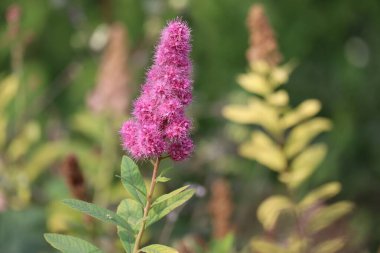 Çiçekli söğüt yapraklı Spirea Yengeç örümceği