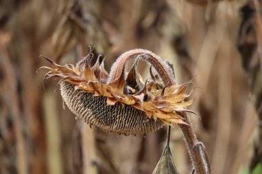 Neredeyse tohumsuz olgunlaşmış bir ayçiçeği