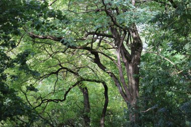 Çarpık Robinias 'lı büyülü Robinia ormanı