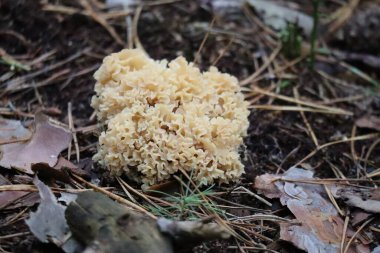 Ormandaki küçük karnabahar mantarı