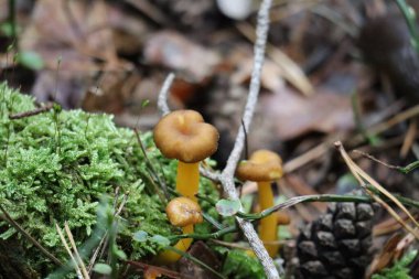 Ormandaki sarı saplı trompet kanalları.