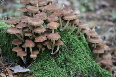 common Stump brittlestem growing over a mossy Tree stump clipart