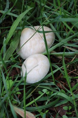 Çimen örtüsünün altında at-agaricus