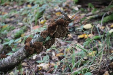 Underside of the Thin-maze flat polypore on Cherry deadwood clipart