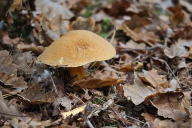 Velvet Bolete eski bir yaprak hayranıdır.
