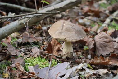 Solgun Bolete Yapraklar ve Yosun ile