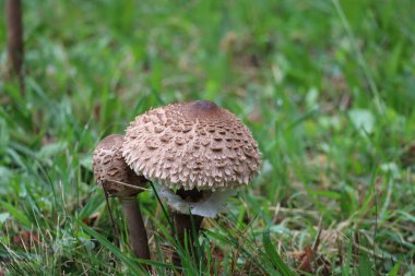 Şempanzeler Çayırdaki Yağmura meydan okuyor