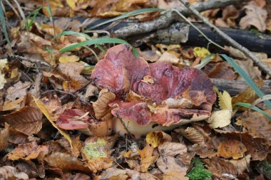 ıslak ten renginde biftek mantarı. 