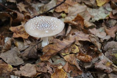 Yaşlı yapraklarda panter mantarı