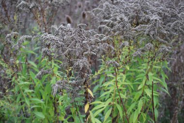 Zehirli yeşili olan Goldenrod Sonbaharda sürpriz yapıyor