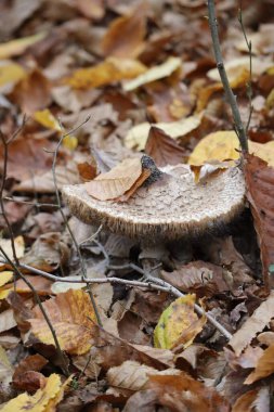 Kaptanın kenarındaki mantar sporları üremeyi gösteriyor.