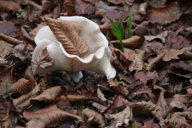 Clouded agaric - partially with Foliage  clipart