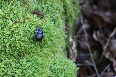 Bok böceği dikey olarak Moss 'a tırmanır.