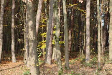 Gün ortası güneşi ormanın sınırını aydınlatıyor.