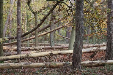 Bazı ağaçlar yoluna çıkanları devirir.