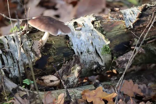 Geyik mantarı Birch kabuğundan geçiyor