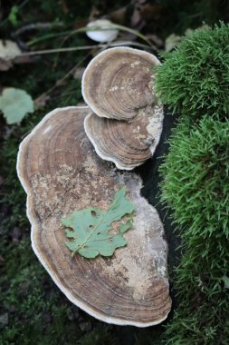 Kısmen birlikte büyütülmüş genç sanatçılar.