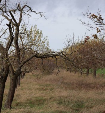 Yaşlı meyve bahçeleri gençlerin karşısında durur.