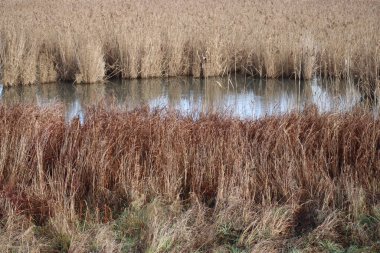 Shallow water zone surrounded by a huge Reed area clipart