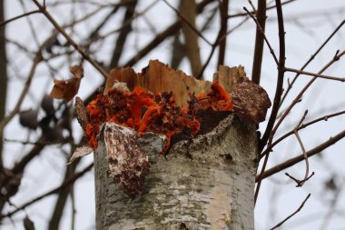 wrinkled Crust perched on Torn Birch tip clipart