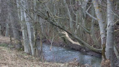 barkless Elderberry testifies to Beaver colonization clipart