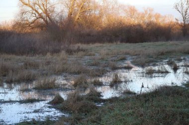 Doğa Koruma Alanındaki Islak Çayır 