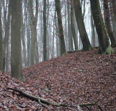 Yaprak döken orman isminin hakkını veriyor.