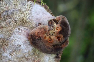 Yastık benzeri yüzey yapısına sahip sahte erik Tinder mantarı