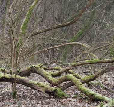 Moss, Vadi 'ye tarih öncesi bir görünüm kazandırıyor.