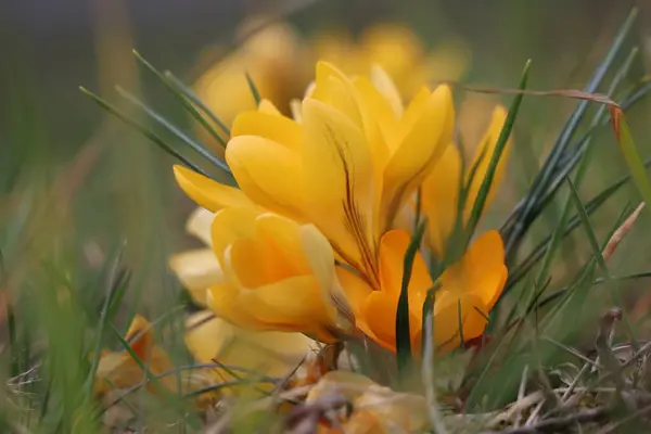 Bulanık arkaplanı olan altın bir tarla.