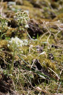 Ormanda yeşil damarlı beyaz Butterbur