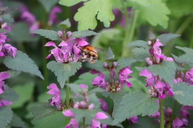 Deadnettle ve Carder arısı orman kenarında görüldü.
