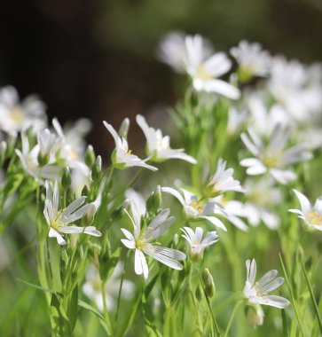 Dikiş otu ışığa doğru eğiliyor. 