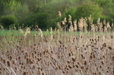 Reed Bunting Vahşi Teasels 'da Karmaşa içinde