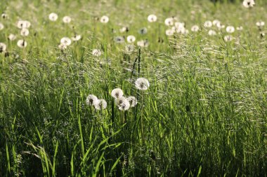 Loş Sabah ışığı bir karahindiba otlağının tohumlarını büyülüyor 