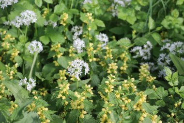 İlkbaharda garip bitki ortaklıkları