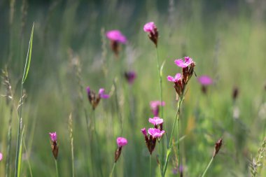 Geniş bir çayırda Kartaca karanfilleri