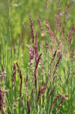 # Kapalı formda yünlü bal otu #