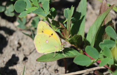 Açık-bulutlu-sarı sürprizler Parlak yeşil gözlü