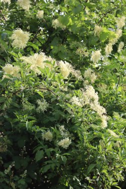 Mürver ağacının tipik sorunları