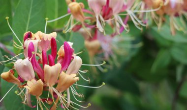 Çok renkli hanımeli Böceklere güzel bir manzara sunar