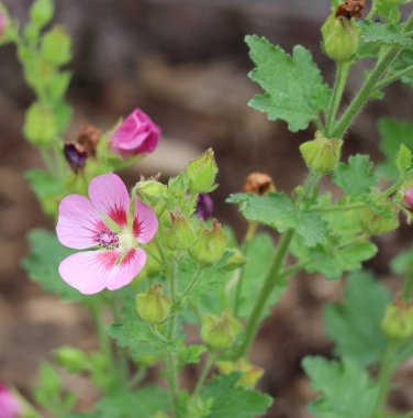 Güzel Cape Mallow Serin Sabah ışığında