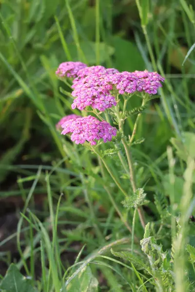 Koştaki Gül mecazi olarak