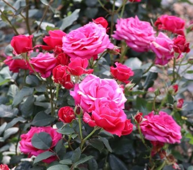 Işığa bağlı olarak parıldayan gül