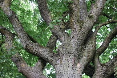 Kestane ağacının garip pullu kabuğu