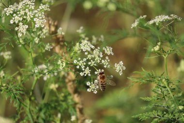 Bal arısı maydanozda Nektar arıyor