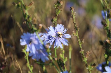 Sabahları Chicory 'de Pantaloon-bee