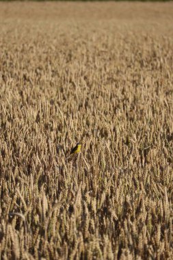 iki farklı alan arasındaki güçlü renk karşıtlığı
