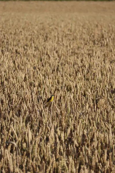 iki farklı alan arasındaki güçlü renk karşıtlığı